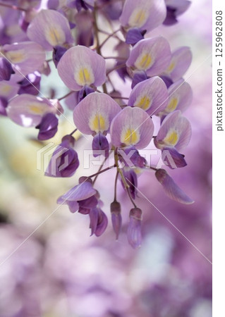 春天陽光照亮的紫藤花 125962808