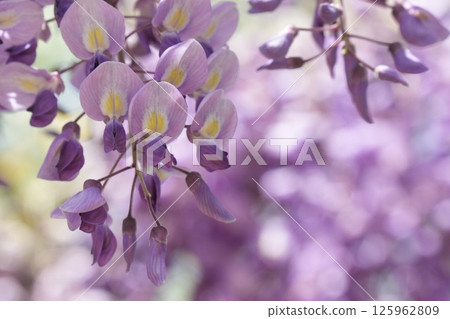 紫藤花沐浴在春天的陽光下 125962809