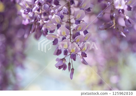 紫藤花在春天的陽光和藍天下閃耀 125962810