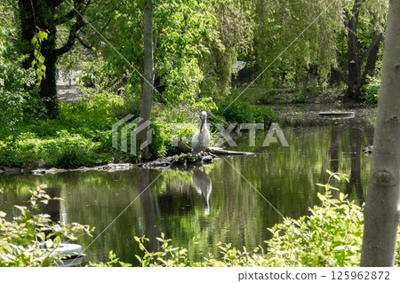 A pelican stands on the shore of a lake at the zoo, quietly observing its surroundings. Its large body and powerful beak stand out against the water and greenery, creating a dramatic scene. A pelican stands on the shore of a lake at the zoo, quietly observing its surroundings. Its large body and powerful beak stand out against the water and greenery, creating a dramatic scene. 125962872