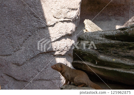 A small dwarf mongoose sits on a sunny rock, warily surveying its surroundings. Its short, tawny fur and elongated body highlight its agility and adaptation to life on the savannah. A small dwarf mongoose sits on a sunny rock, warily surveying its surroundings. Its short, tawny fur and elongated body highlight its agility and adaptation to life on the savannah. 125962875