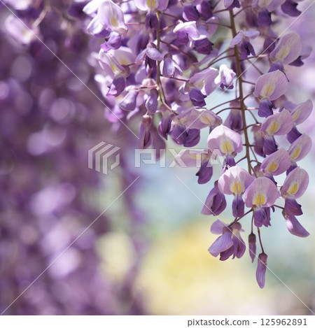 Beautiful wisteria flowers shining in the spring sunshine and blue sky 125962891