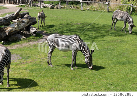 A zebra peacefully nibbles grass on a spacious green meadow. Its black and white stripes contrast vividly with the lush vegetation, creating an expressive image of African nature. A zebra peacefully nibbles grass on a spacious green meadow. Its black and white stripes contrast vividly with the lush vegetation, creating an expressive image of African nature. 125962993