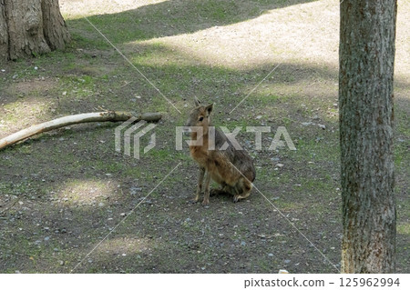 The Patagonian mara stands in an open green field, surrounded by grass and soft light. The Patagonian mara stands in an open green field, surrounded by grass and soft light. 125962994