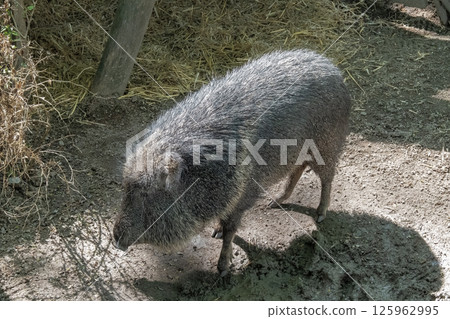 A wild boar stands among dense vegetation in a forest. Its dark fur and massive build emphasize its strength and adaptation to life in the wild. 125962995
