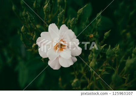 A beautiful white rose, gracefully blooming, stands out amidst a lush green background, showcasing nature's beauty. Delicate petals and soft textures. A beautiful white rose, gracefully blooming, stands out amidst a lush green background, showcasing nature's beauty. Delicate petals and soft textures. 125963107