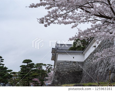 Cherry blossoms in Nihonmatsu Castle Cherry blossoms in Nihonmatsu Castle 125963161