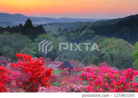 Morning sun at Kasama Azalea Park 125963193
