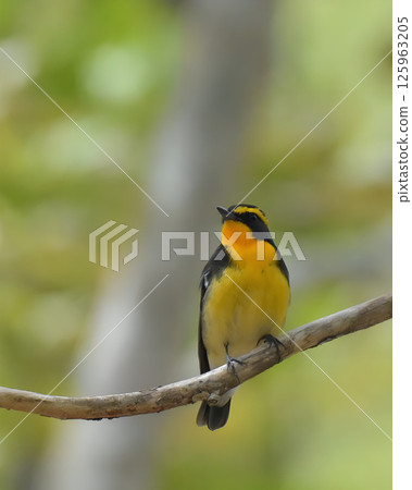 Affiliation to branches on branches 125963205