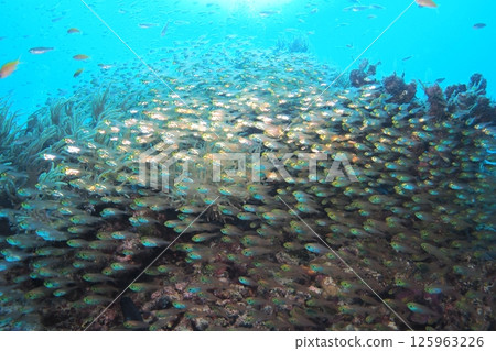 Blue sea and a flock of golden-spotted fish - Underwater photo Blue sea and a flock of golden-spotted fish - Underwater photo 125963226