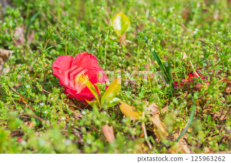 Camellia flowers fallen to the ground [Nagano Prefecture] 125963262