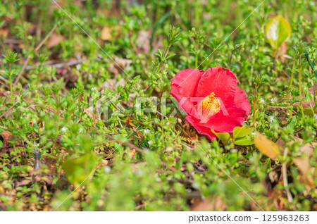 Camellia flowers fallen to the ground [Nagano Prefecture] 125963263
