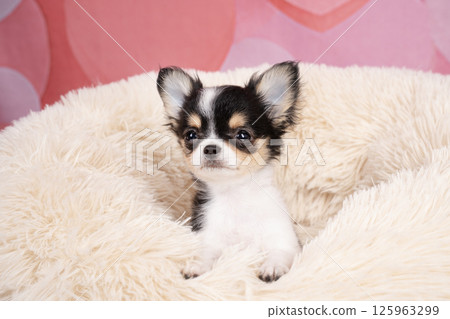 Chihuahua puppy in a pink bag and white bed Chihuahua puppy in a pink bag and white bed 125963299