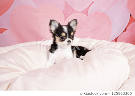 Chihuahua puppy in a pink bag and white bed Chihuahua puppy in a pink bag and white bed 125963300