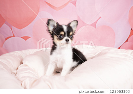 Chihuahua puppy in a pink bag and white bed Chihuahua puppy in a pink bag and white bed 125963303