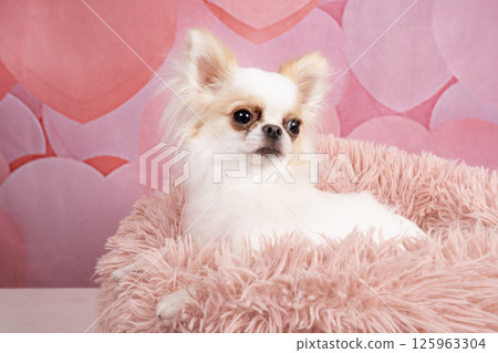 Simba the Chihuahua in a pink bag and white bed Simba the Chihuahua in a pink bag and white bed 125963304