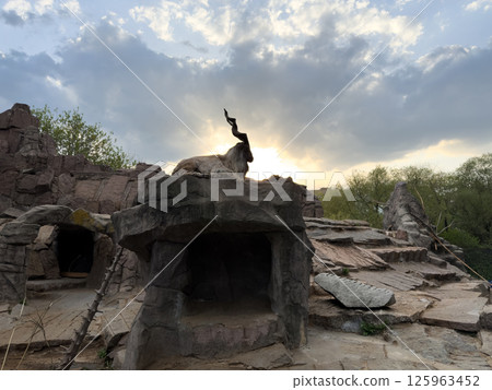 Magnificent Markhor with majestic spiral horns sitting on elevated rock in zoo habitat at sunset, framed by dramatic clouds and soft golden light, symbolizing wilderness, pride and raw natural beauty Magnificent Markhor with majestic spiral horns sitting on elevated rock in zoo habitat at sunset, framed by dramatic clouds and soft golden light, symbolizing wilderness, pride and raw natural beauty 125963452