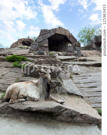 Impressive Markhor goat with long twisted horns resting on natural stone terrace in zoo exhibit, radiating calm dominance and wild beauty while blending into rugged rocky surroundings Impressive Markhor goat with long twisted horns resting on natural stone terrace in zoo exhibit, radiating calm dominance and wild beauty while blending into rugged rocky surroundings 125963453