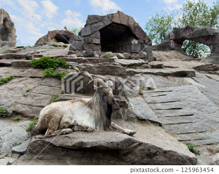 Long haired Markhor goat with spiral horns lying on rocky slope in zoo enclosure, surrounded by stone ledges and greenery, creating peaceful natural scene with wild animal resting in mountain habitat Long haired Markhor goat with spiral horns lying on rocky slope in zoo enclosure, surrounded by stone ledges and greenery, creating peaceful natural scene with wild animal resting in mountain habitat 125963454