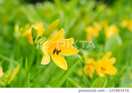 Nikkokishge 125963478