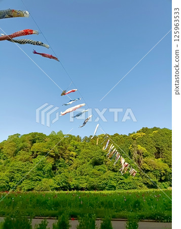 橫須賀久里濱花卉公園的罌粟園和鯉魚旗 橫須賀久里濱花卉公園的罌粟園和鯉魚旗 125963533