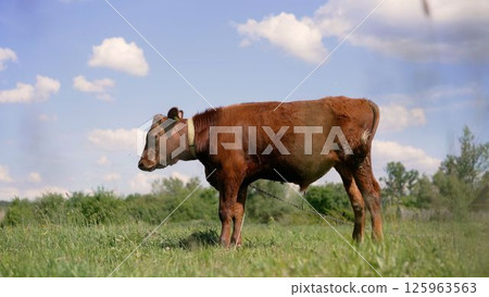 Young brown calf grazing in sunny pasture 125963563