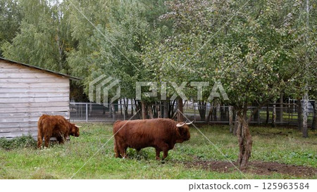 Highland cattle grazing peacefully in enclosure Highland cattle grazing peacefully in enclosure 125963584
