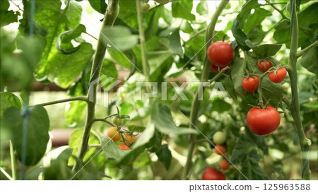 Moving around fresh ripe tomatoes on the vine with a low sun shinning behind causing flare. Red tomatoes grow in the greenhouse 125963588
