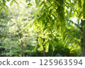 新鮮的綠色水杉 125963594