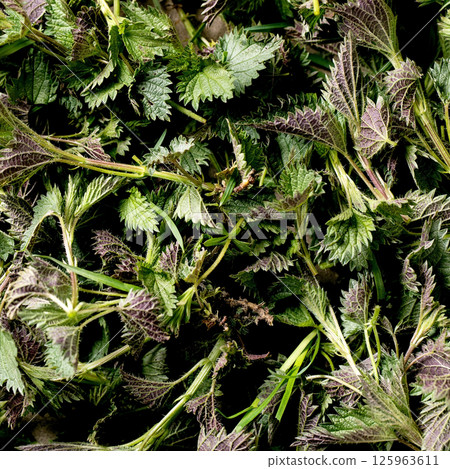 Heap of young nettle leaves 125963611