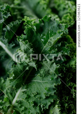 Fresh green Kale leaf salad vegetable. 125963621