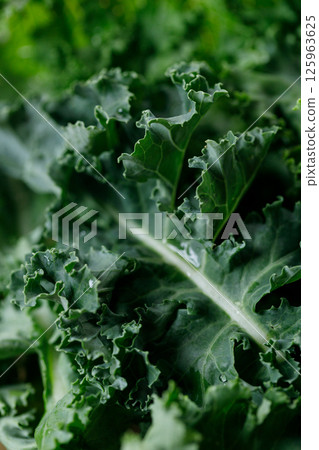Fresh green Kale leaf salad vegetable with water drops background. 125963625