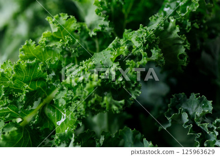Fresh green Kale leaf salad vegetable. 125963629