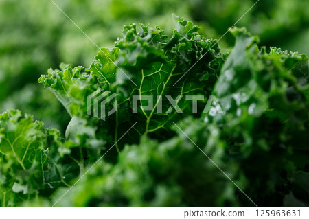 Fresh green Kale leaf salad vegetable. 125963631