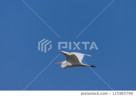 White heron flapping its wings 125963799