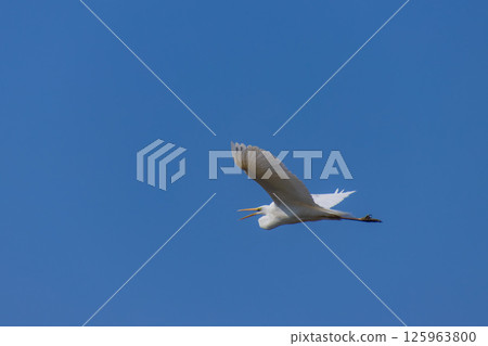 White heron flapping its wings 125963800