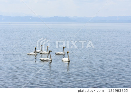 Lake Inawashiro Swan 125963865