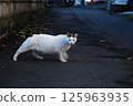 Stray cat stretches its body 125963935