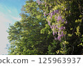 Wild wisteria flowers blooming on a rural roadside 125963937