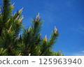 Pine buds reaching up towards the sky 125963940