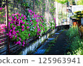 Azalea flowers in full bloom overhanging a roadside fence 125963941