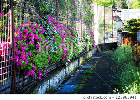 路邊籬笆上盛開的杜鵑花 125963941