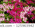 Colorful azalea flowers in full bloom 125963942