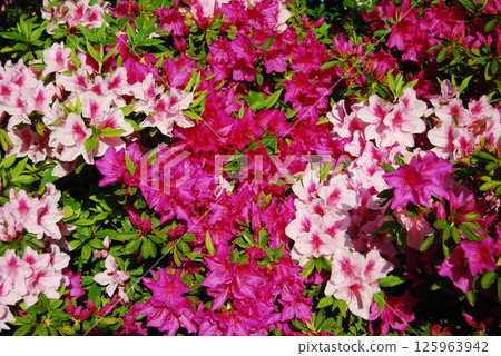 五彩繽紛的杜鵑花盛開 125963942