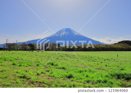 Asagiri Plateau and Mt. Fuji / Fujinomiya City, Shizuoka Prefecture 125964060