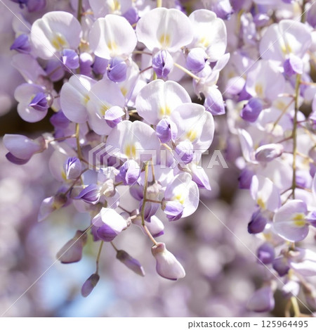 Wisteria flowers shining in the spring sunshine and blue sky Wisteria flowers shining in the spring sunshine and blue sky 125964495