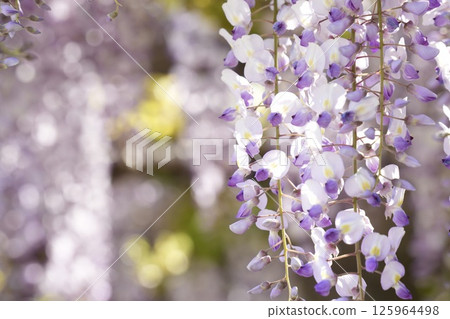 A soft landscape with wisteria flowers - a soothing space A soft landscape with wisteria flowers - a soothing space 125964498