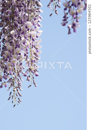 Wisteria flowers shining in the spring sunshine and blue sky Wisteria flowers shining in the spring sunshine and blue sky 125964501