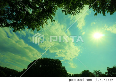 Shadows of plants in the wide blue sky and white clouds 125964556