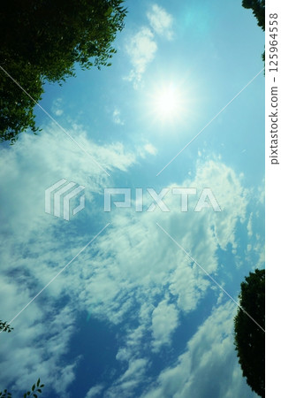 Shadows of plants in the wide blue sky and white clouds 125964558